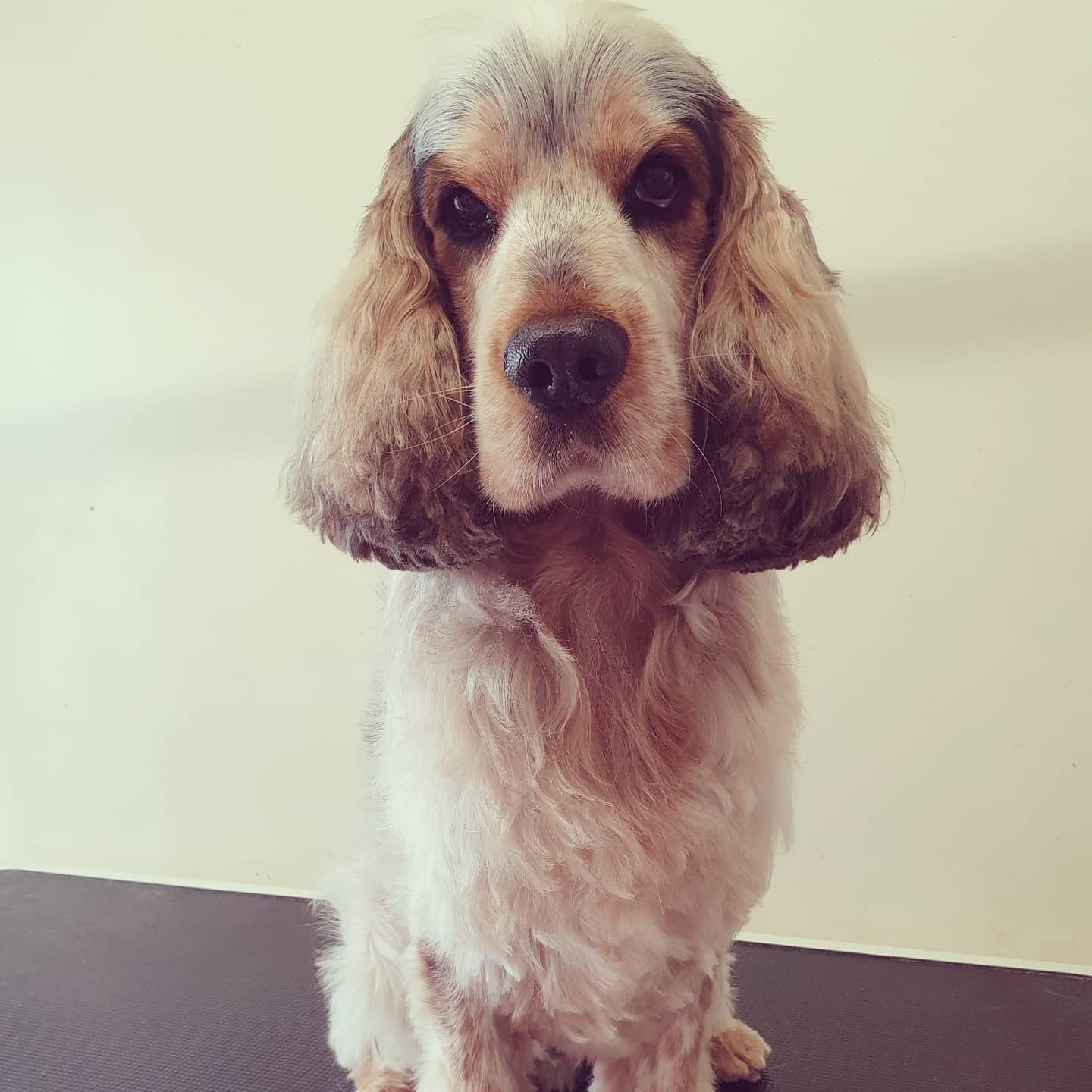 worthing dog groomer - woody - cockerspaniel